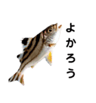 種子島の魚群その1（個別スタンプ：12）