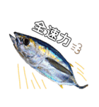 種子島の魚群その1（個別スタンプ：13）