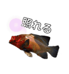 種子島の魚群その1（個別スタンプ：16）