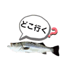 種子島の魚群その1（個別スタンプ：18）