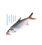 種子島の魚群その1（個別スタンプ：19）