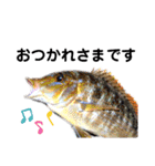種子島の魚群その1（個別スタンプ：20）