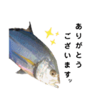 種子島の魚群その1（個別スタンプ：21）