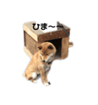 やまと＊（個別スタンプ：5）