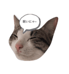 ねこと赤ちゃん（個別スタンプ：1）