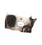 ねこと赤ちゃん（個別スタンプ：2）