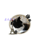 猫丸スニャンプ（スタンプ）（個別スタンプ：1）