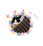 猫丸スニャンプ（スタンプ）（個別スタンプ：3）