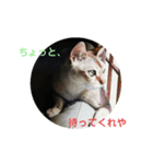 猫丸スニャンプ（スタンプ）（個別スタンプ：4）