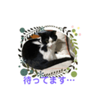 猫丸スニャンプ（スタンプ）（個別スタンプ：5）