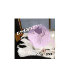 猫丸スニャンプ（スタンプ）（個別スタンプ：6）