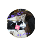 猫丸スニャンプ（スタンプ）（個別スタンプ：8）
