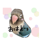 kawaii blue bird sticker（個別スタンプ：1）