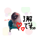 kawaii blue bird sticker（個別スタンプ：2）