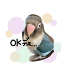kawaii blue bird sticker（個別スタンプ：3）