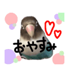 kawaii blue bird sticker（個別スタンプ：5）