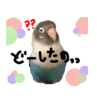 kawaii blue bird sticker（個別スタンプ：6）
