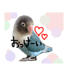 kawaii blue bird sticker（個別スタンプ：8）