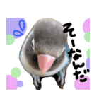 kawaii blue bird sticker（個別スタンプ：10）