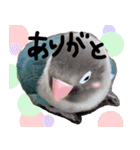 kawaii blue bird sticker（個別スタンプ：12）