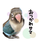 kawaii blue bird sticker（個別スタンプ：15）