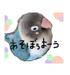 kawaii blue bird sticker（個別スタンプ：18）