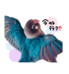 kawaii blue bird sticker（個別スタンプ：25）
