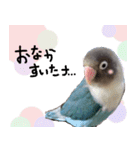 kawaii blue bird sticker（個別スタンプ：26）