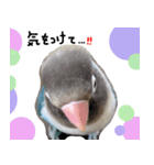 kawaii blue bird sticker（個別スタンプ：27）