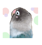 kawaii blue bird sticker（個別スタンプ：29）