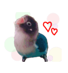 kawaii blue bird sticker（個別スタンプ：30）