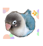 kawaii blue bird sticker（個別スタンプ：31）