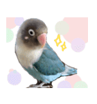 kawaii blue bird sticker（個別スタンプ：32）