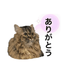 もこ くー カイ（個別スタンプ：6）