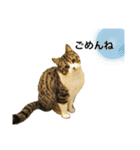 もこ くー カイ（個別スタンプ：19）