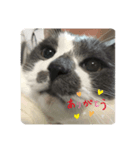 トトとゆかいな仲間たち（個別スタンプ：4）