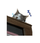 トトとゆかいな仲間たち（個別スタンプ：6）