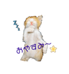 にゃんこ にゃん にゃんこ（個別スタンプ：1）