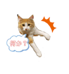 にゃんこ にゃん にゃんこ（個別スタンプ：6）