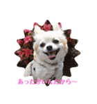 チワワのさくらさん2（個別スタンプ：7）