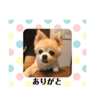 チワワのさくらさん2（個別スタンプ：14）