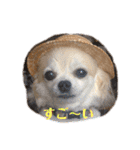 チワワのさくらさん2（個別スタンプ：15）