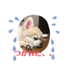 チワワのさくらさん2（個別スタンプ：16）