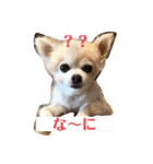 チワワのさくらさん2（個別スタンプ：17）