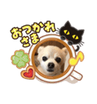 チワワのさくらさん2（個別スタンプ：24）
