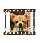 チワワのさくらさん2（個別スタンプ：25）