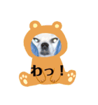 チワワのさくらさん2（個別スタンプ：26）