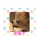 チワワのさくらさん2（個別スタンプ：27）