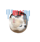 チワワのさくらさん2（個別スタンプ：28）