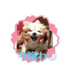 チワワのさくらさん2（個別スタンプ：31）